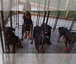 Small Photo #68 Rottweiler Puppy For Sale in RIEGELWOOD, NC, USA