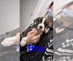 Small Photo #4 Bullboxer Pit Puppy For Sale in LAFAYETTE, IN, USA