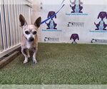 Small Chihuahua