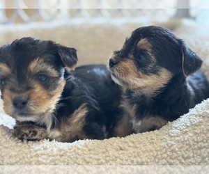 Yorkshire Terrier Puppy for sale in MARICOPA, AZ, USA