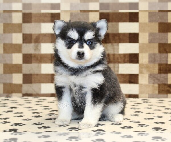 Medium Photo #1 Pomsky Puppy For Sale in DENVER, PA, USA