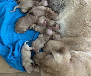 Mother of the Golden Retriever puppies born on 04/24/2025