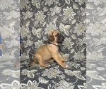 Small Photo #1 Cane Corso Puppy For Sale in LANSDOWNE, PA, USA