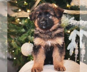 German Shepherd Dog Puppy for sale in PARADISE, PA, USA