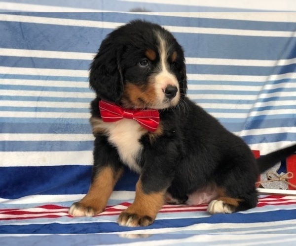 Medium Photo #7 Bernese Mountain Dog Puppy For Sale in CLAY, PA, USA