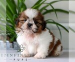 Small #2 Shih Tzu