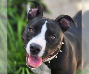 American Pit Bull Terrier-Unknown Mix Dogs for adoption in Jefferson, WI, USA