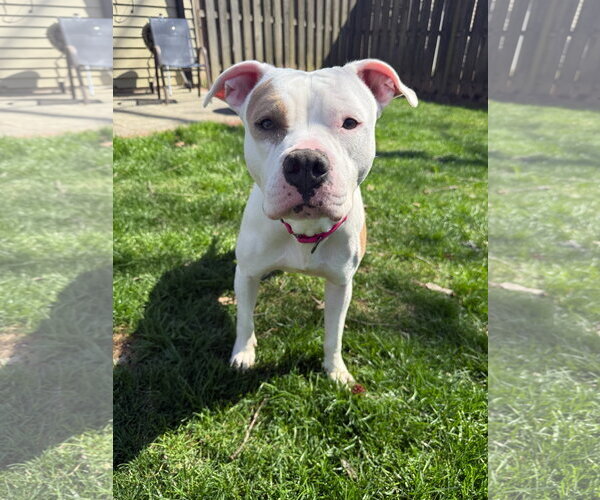 Medium Photo #2 Mutt Puppy For Sale in Alexandria, VA, USA