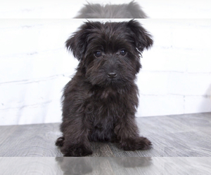 YorkiePoo Puppy for sale in RED LION, PA, USA