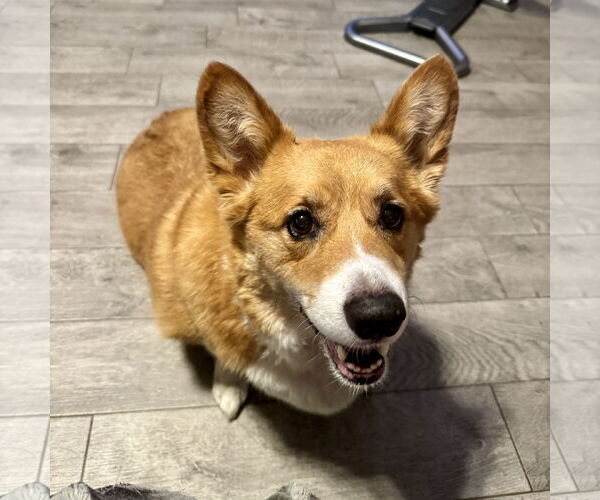 Medium Photo #2 Mutt Puppy For Sale in Denton, TX, USA