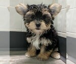 Small Photo #3 Morkie Puppy For Sale in CLARE, IL, USA