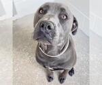Small #1 Staffordshire Bull Terrier