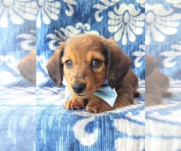 Medium Photo #4 Dachshund Puppy For Sale in LANCASTER, PA, USA