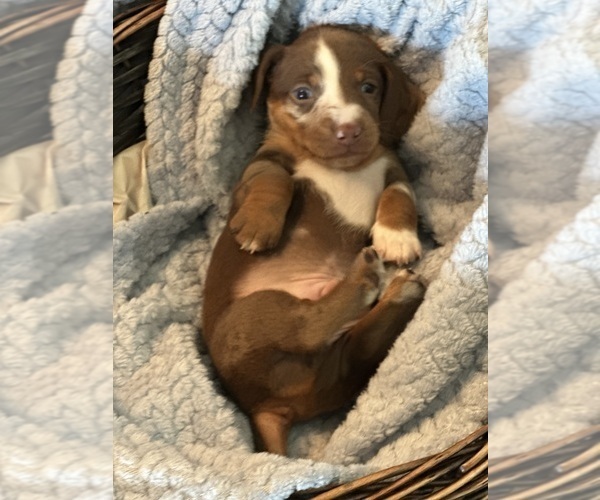 Medium Photo #10 Dachshund Puppy For Sale in MURFREESBORO, TN, USA