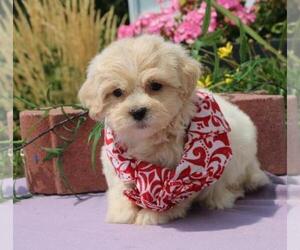 La-Chon Puppy for sale in ORO VALLEY, AZ, USA