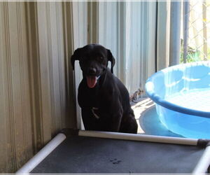 Labrador Retriever-Unknown Mix Dogs for adoption in El Centro, CA, USA