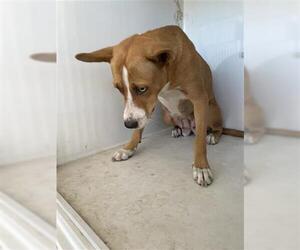 American Pit Bull Terrier Dogs for adoption in Houston, TX, USA