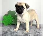 Small Pug