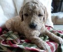 Small Photo #6 Goldendoodle Puppy For Sale in BOLIVAR, MO, USA