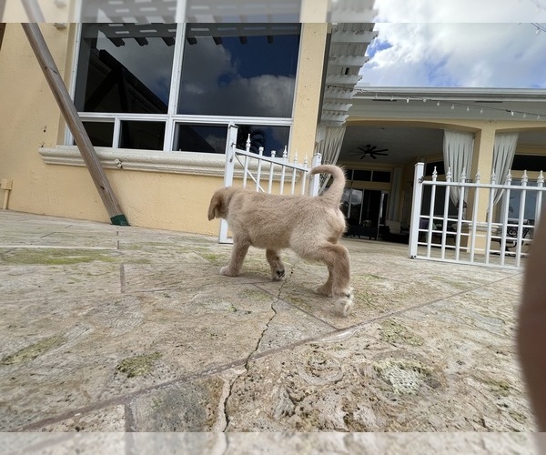 Medium Photo #10 Labradoodle Puppy For Sale in FORT LAUDERDALE, FL, USA