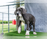 Small #8 Great Dane