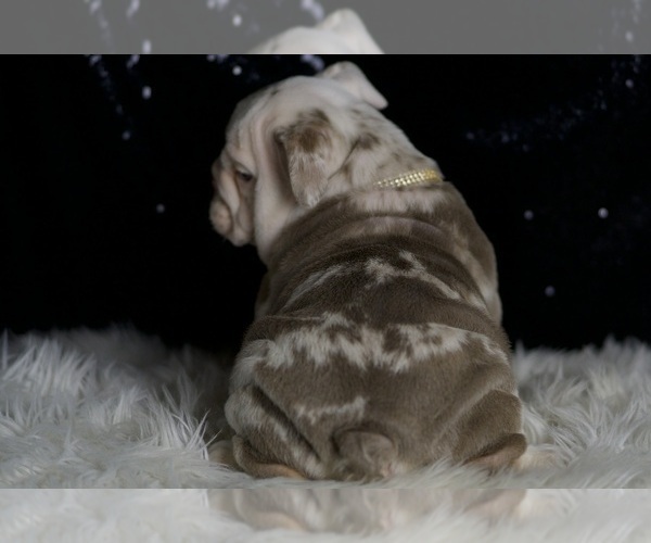 Medium Photo #7 English Bulldog Puppy For Sale in WARSAW, IN, USA