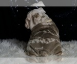 Small #6 English Bulldog