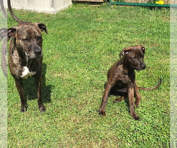 Medium Photo #4 American Pit Bull Terrier-Unknown Mix Puppy For Sale in Germantown, OH, USA