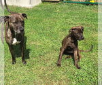 Small #3 American Pit Bull Terrier Mix