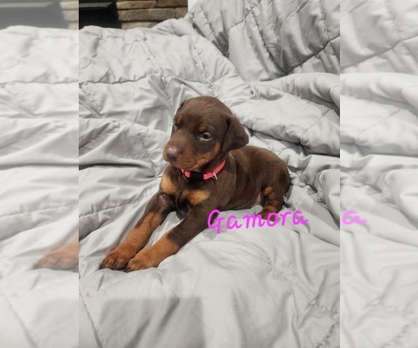 Medium Photo #19 Doberman Pinscher Puppy For Sale in SALLEY, SC, USA