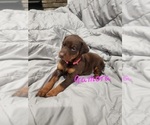 Small #18 Doberman Pinscher
