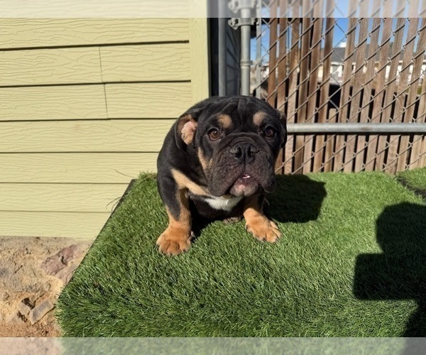 Medium Photo #14 English Bulldog Puppy For Sale in WEST HOLLYWOOD, CA, USA