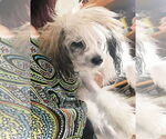 Small #1 Maltipoo