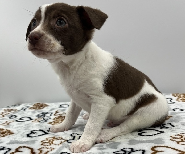 Medium Photo #6 Jack Chi Puppy For Sale in SAINT AUGUSTINE, FL, USA