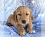 Small #1 Golden Retriever