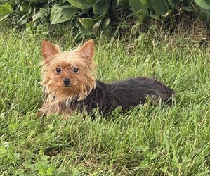Yorkshire Terrier Puppy for sale in CANOGA, NY, USA