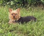 Small Yorkshire Terrier