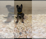 Small Photo #9 Belgian Malinois Puppy For Sale in PALMHURST, TX, USA