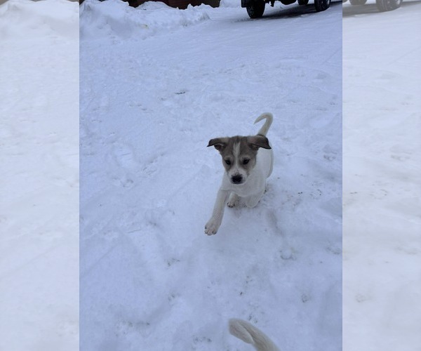 Medium Photo #4 Great Pyrenees-Unknown Mix Puppy For Sale in pomfret, CT, USA