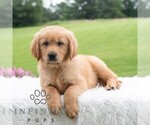 Image preview for Ad Listing. Nickname: Ryan