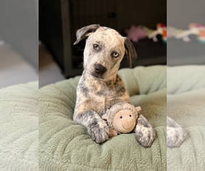 Lab-Pointer Dogs for adoption in Royal Palm Beach, FL, USA