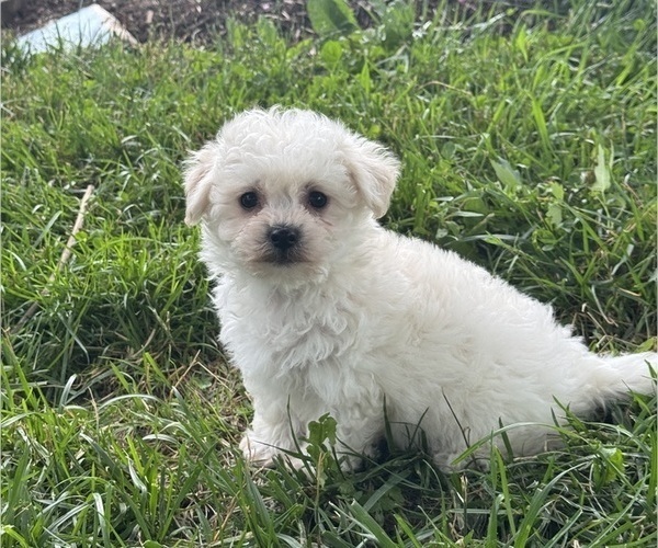 Medium Photo #2 Bichpoo Puppy For Sale in CANOGA, NY, USA
