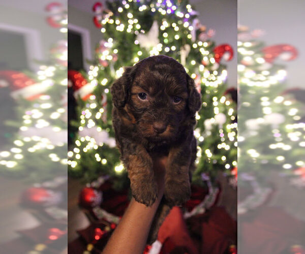 Medium Photo #3 Havapoo Puppy For Sale in LOUISVILLE, KY, USA