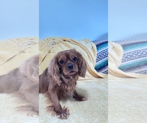 Father of the Cavachon puppies born on 10/11/2025