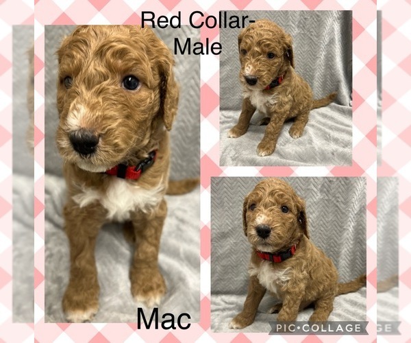 Medium Photo #1 Labradoodle Puppy For Sale in ELIZABETHTON, TN, USA