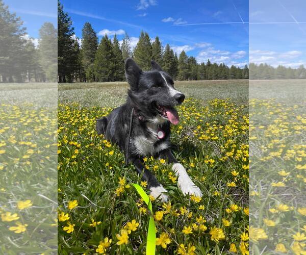 Medium Photo #4 Border Collie-Unknown Mix Puppy For Sale in Incline Village, NV, USA