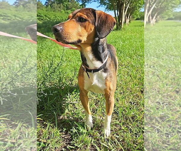 Medium Photo #4 Beagle-Unknown Mix Puppy For Sale in Dunnellon, FL, USA