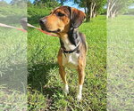Small #3 Beagle Mix