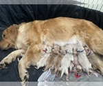 Small Photo #1 Golden Retriever Puppy For Sale in TEMECULA, CA, USA