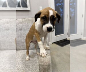 Mutt Dogs for adoption in The Woodlands, TX, USA